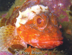 Dwarf Scorpion fish on Okiparu reef just off Motiti Islan... by Tony Breen 